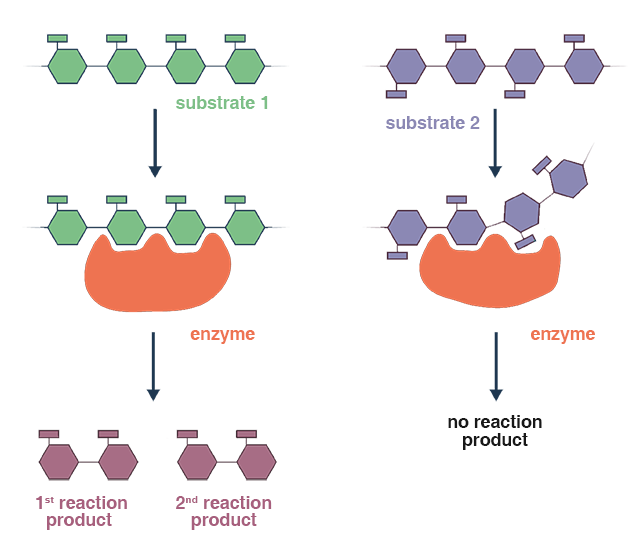 Focus on enzymatic hydrolysis