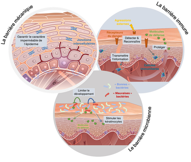 Barrières cutanée