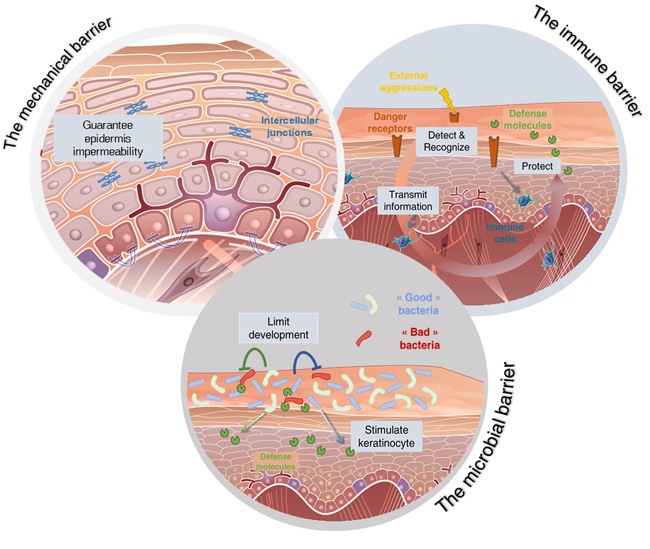 microbial barriers