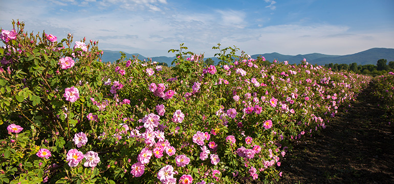 Champs de Rosa damascena (Mill.) dans la Vallée des Roses