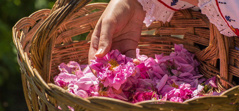 Récolte manuelle des fleurs de roses bulgares dans la Vallée des Roses