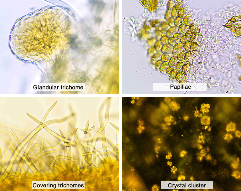 Microscope observations of botanical markers characterized in <i>Rosa damascena</i> (Mill.)