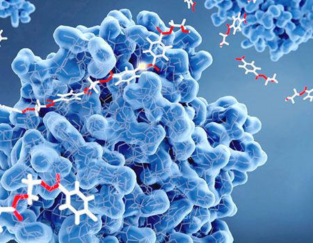 Focus sur l’hydrolyse enzymatique