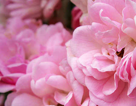 La rose bulgare, symbole de notre maîtrise du naturel