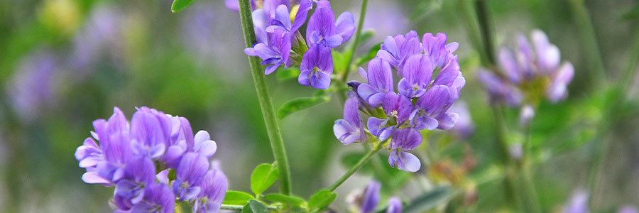 紫苜蓿 (<i>Medicago sativa</i>)