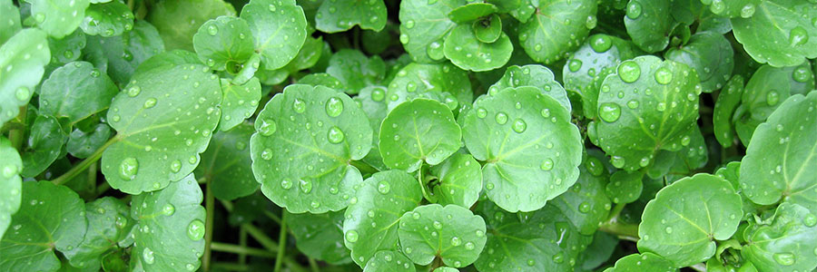 Cresson de fontaine (<i>Nasturtium officinale</i>)