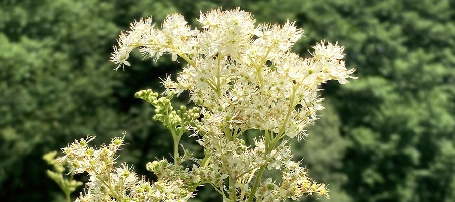 榆绣线菊Meadowsweet