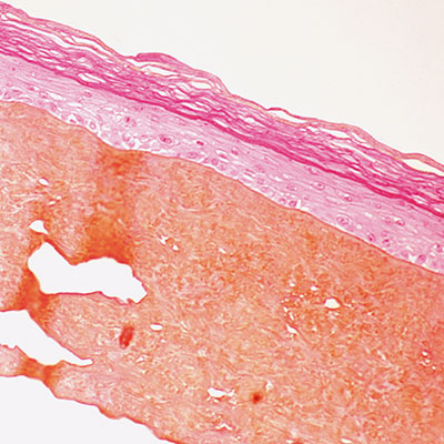 STRUCTURINE<sup>®</sup> BIO